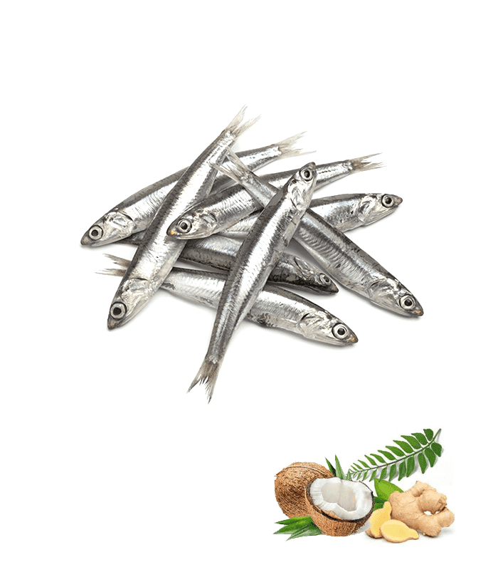 കൊഴുവ (Large) Anchovy