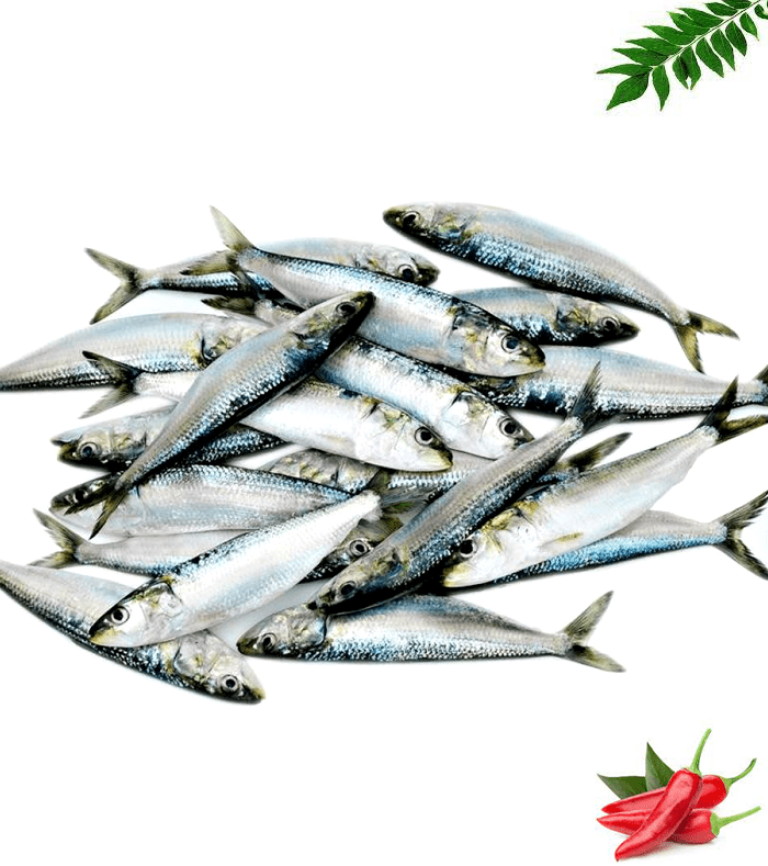 വലക്കാരുടെ ചെല്ലാനം മത്തി (Sardine )