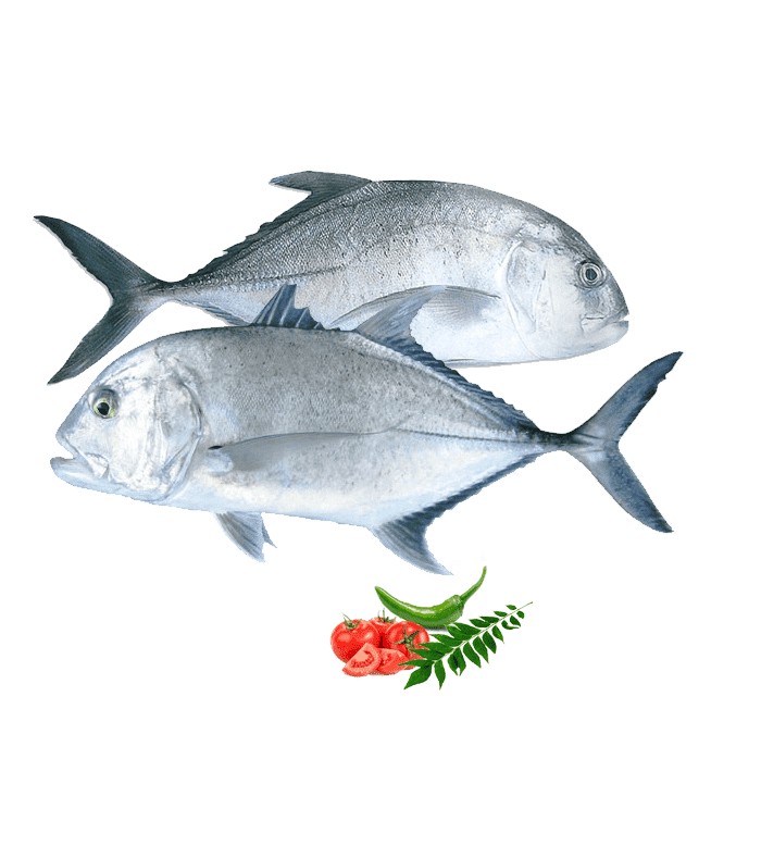 വറ്റ (Head) Trevally