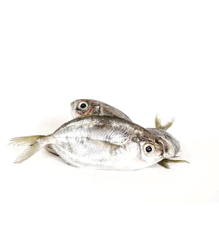 പരവ  False Trevally