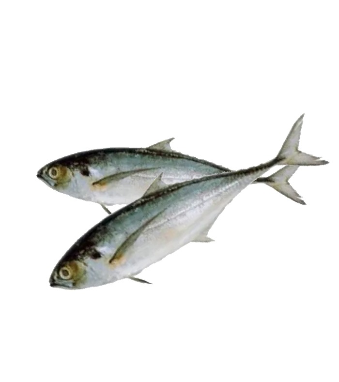 കണ്ണി അയല Mackerel