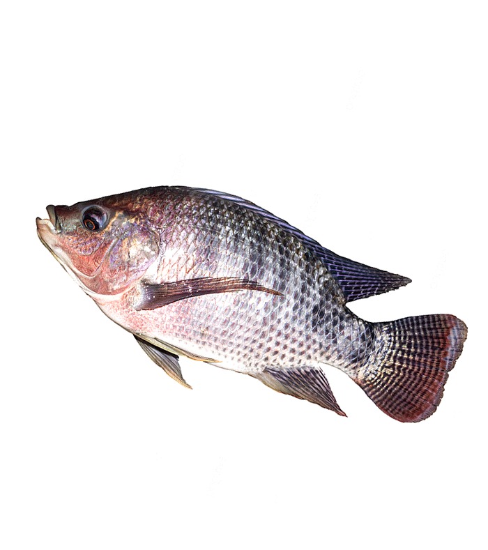 തിലോപ്പിയ