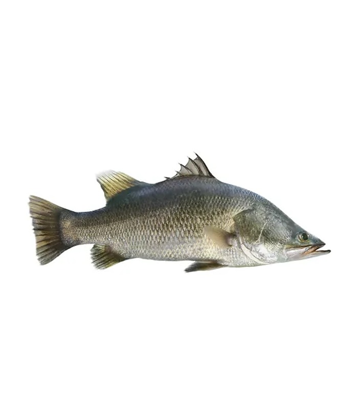 കാളഞ്ചി Sea Bass