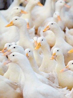 ബ്രോയിലർ താറാവ് (Broiler Duck)