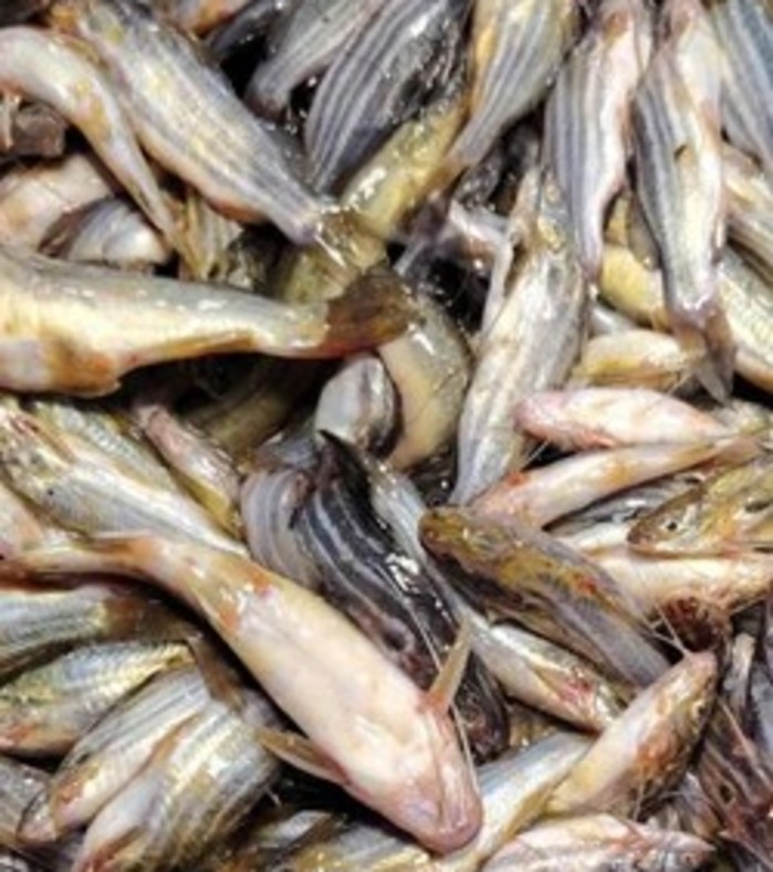 Small Fish Mix