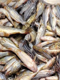 Small Fish Mix
