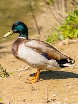 കുമരകം നാടൻ താറാവ് (Kumarakom Native Duck)